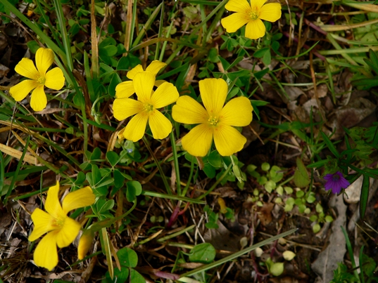 {Oxalis colorea}